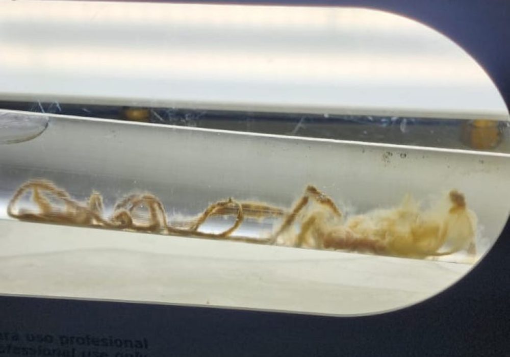 WhatsApp Image 2026-01-30 at 11.33.54